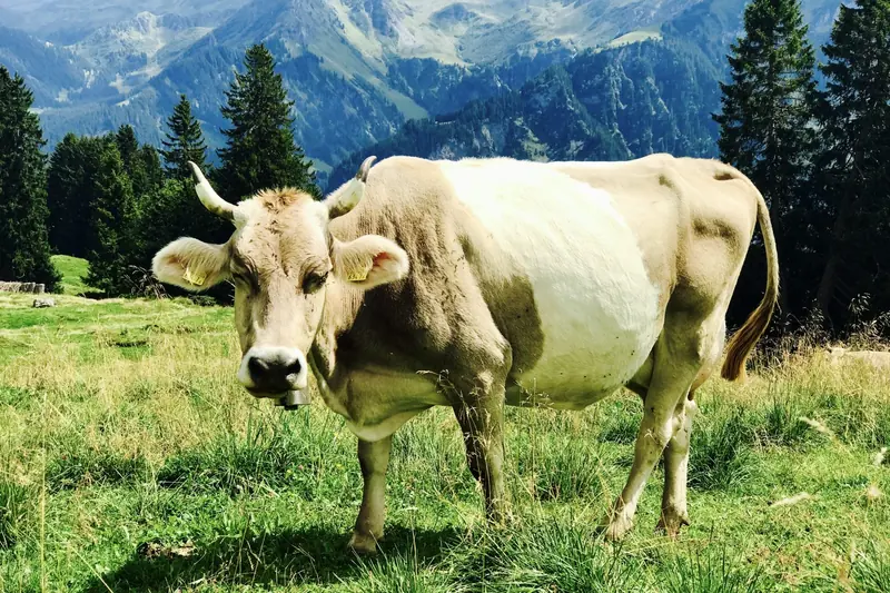 Een koe in de bergweide