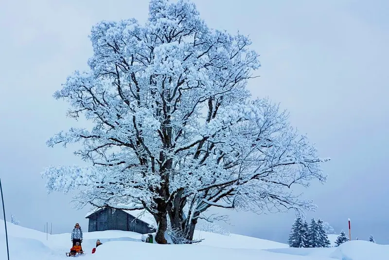 Een grote berijpte boom, een schuur en een slee in de sneeuw