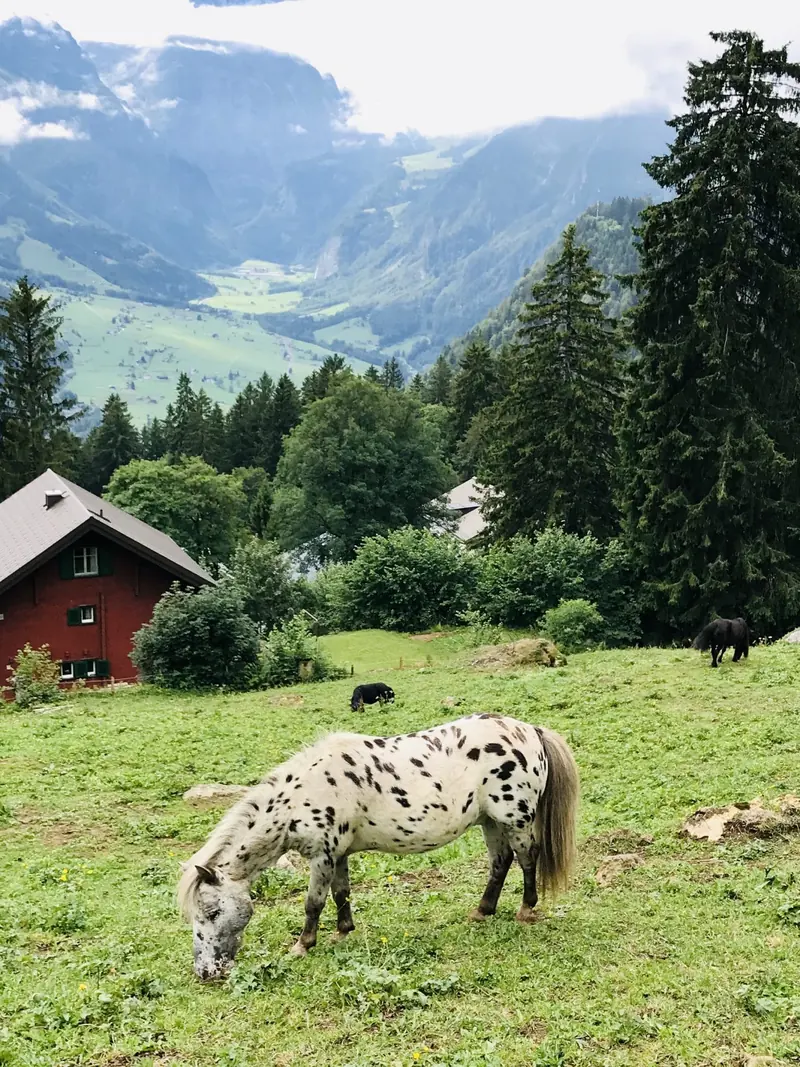 Een gevlekte pony in de wei, een rood chalet erachter