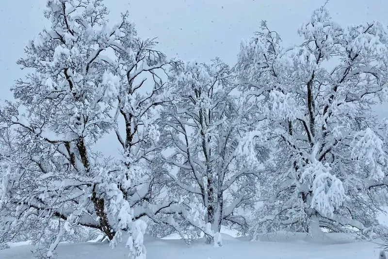 Bomen vol verse sneeuw